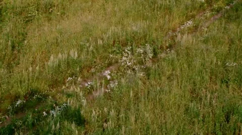 Grass in forest 스톡 동영상 10713508