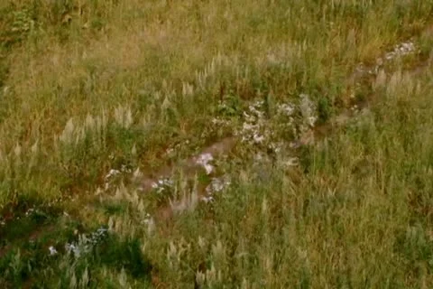 Grass in forest Stock Footage 10713518