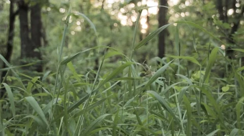 Grass in forest Stock Footage 41212657