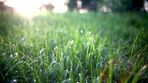 The grass in the forest Stock Footage 50933176