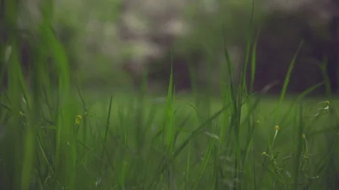 The grass in the forest Stock Footage 81938022