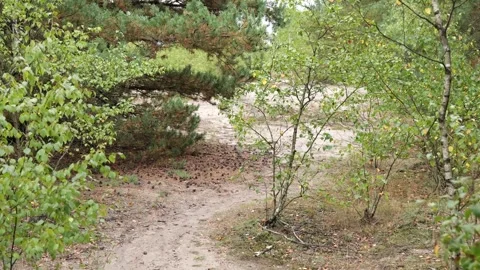 Grass in the forest Stock Footage 252086325