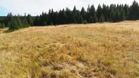 Grass in the forest Stock Footage 302885200