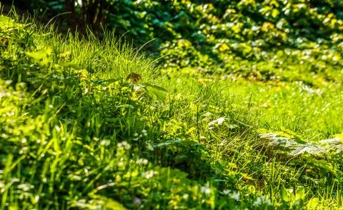 Grass on forest glade closeup Stock Photos