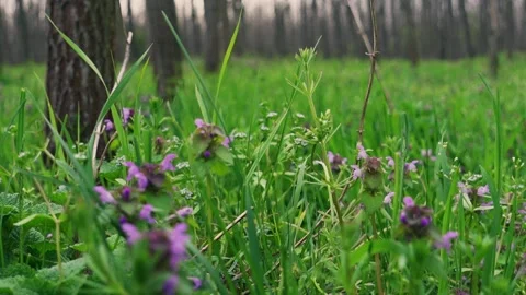 Grass in Forest Low Angle Stock Footage 153335332