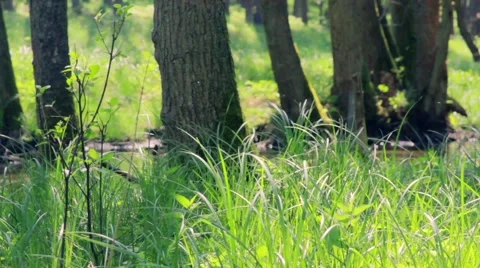 Grass in forest moved by wind Stock Footage 58822588