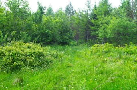 Grass forest Foto stock