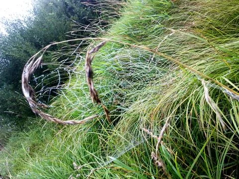 Grass In The Forest Stock Photos