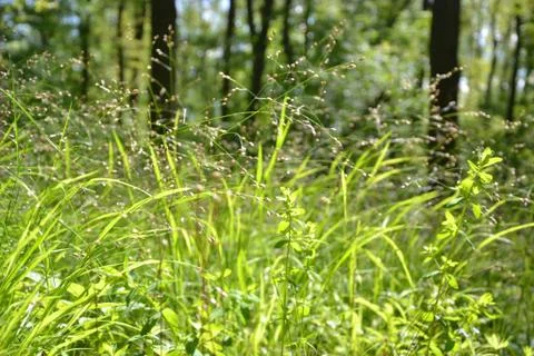 Grass in forest Stock Photos