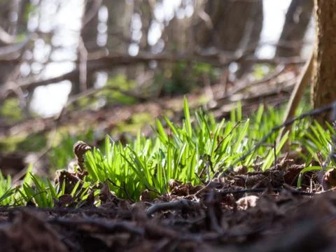 Grass in a forest Stock Photos