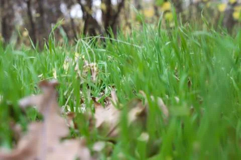 Grass in the forest. Stock Photos