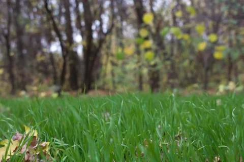 Grass in the forest. Stock Photos