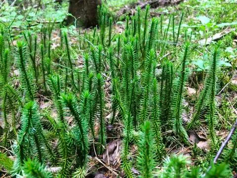 The grass in the forest Stock Photos