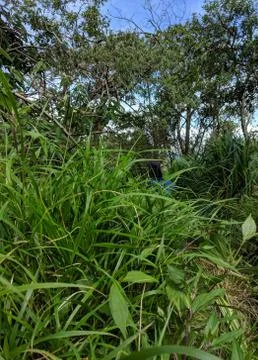 Grass in forest Stock Photos