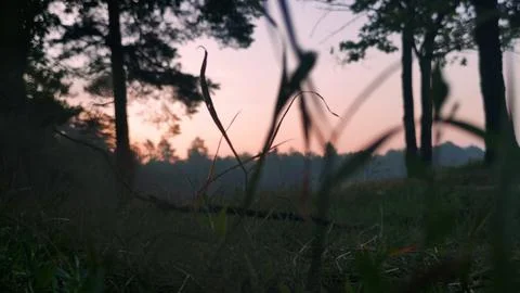Grass in the forest Stock Photos