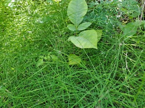 Grass in the forest Stock Photos