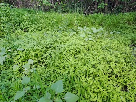 Grass in the forest Stock Photos