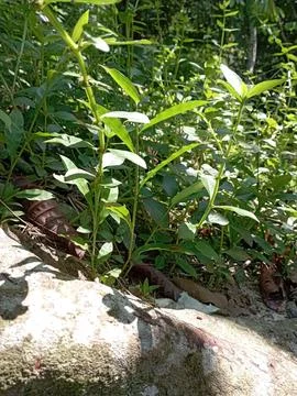 Grass on the forest Stock Photos