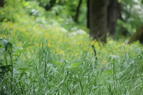 Grass in the forest in spring, close-up. Stock Photos