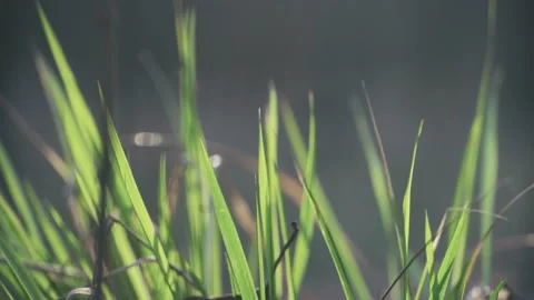 Grass in the forest under the sun's rays macro Stockbeeldmateriaal 152979245