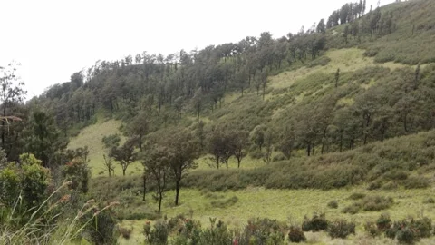 Grass Forest WIld Day Stock Footage 174025930