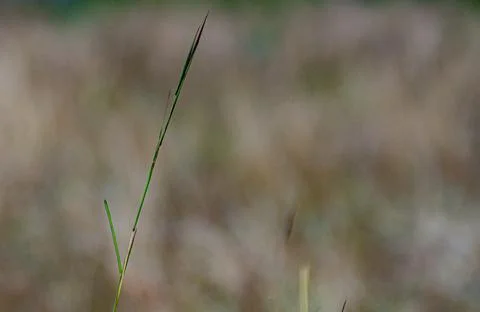 The grass in the form of spear to avoid the wind Foto stock