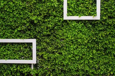 Grass frame Stock Photos