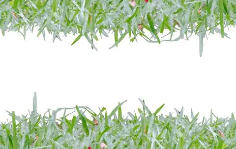 Grass frame Stock Photos