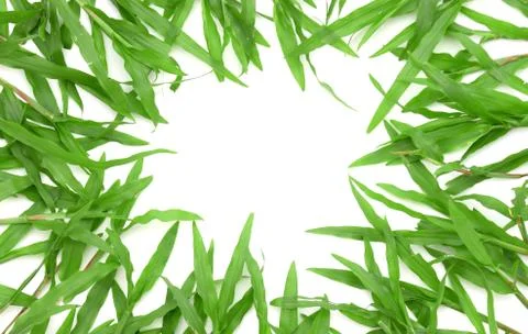Grass frame with space for text Foto stock