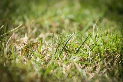 Grass frame, thin area of grass in focus, grass detail Stock Photos