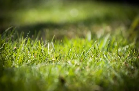 Grass frame, thin area of grass in focus, grass detail Stock Photos