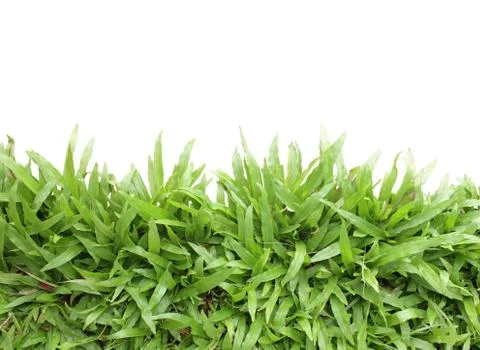 Grass frame on white background Stock Photos