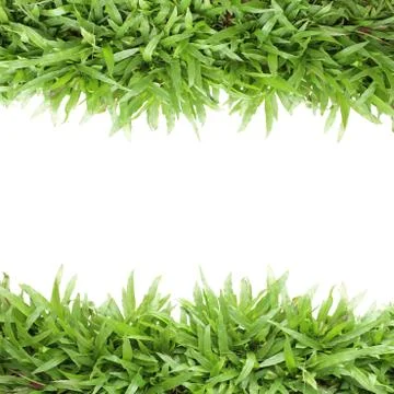 Grass frame on white background Stock Photos