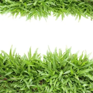 Grass frame on white background Stock Photos