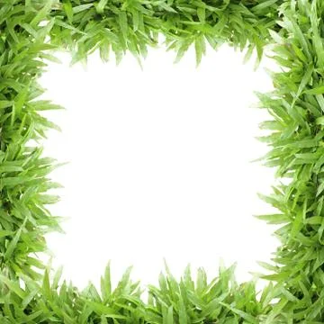 Grass frame on white background Stock Photos