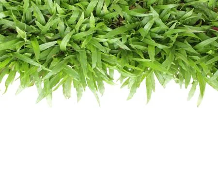 Grass frame on white background Stock Photos