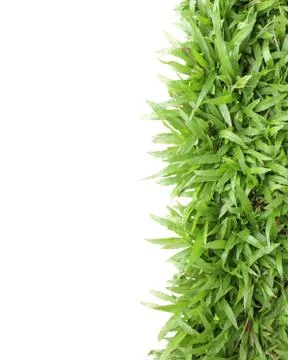 Grass frame on white background Stock Photos