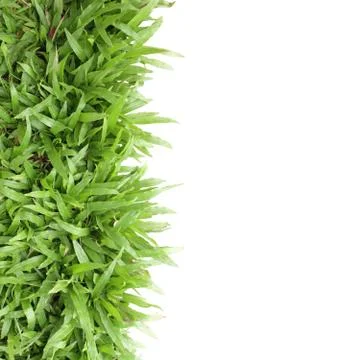 Grass frame on white background Stock Photos