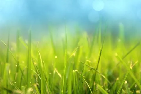 Grass. Fresh green spring grass with dew drops closeup. Sun.  Stock Photos
