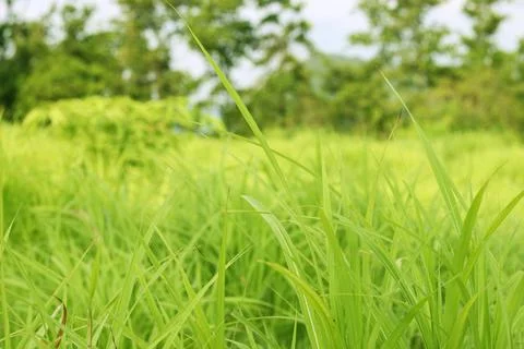 Grass. Fresh green spring grass with sunlight closeup.Soft Focus. Nature Back Stock Photos