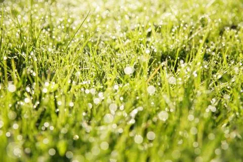 Grass fresh Stock Photos