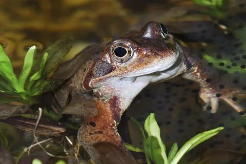 Grass frog and frog spawn Foto stock