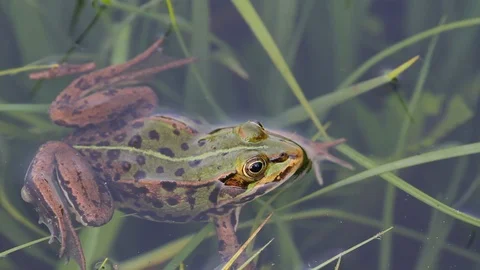 Grass frog on a flooded field Stock Footage 105220449