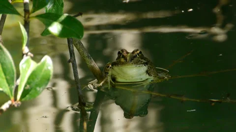 Grass frog Stock Footage 35104698