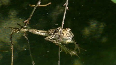 Grass frog Stock Footage 35104852
