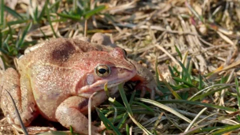 Grass frog Stock Footage 305854486