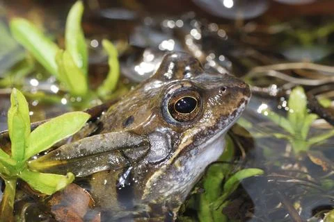 Grass frog lying in the water Stock Photos
