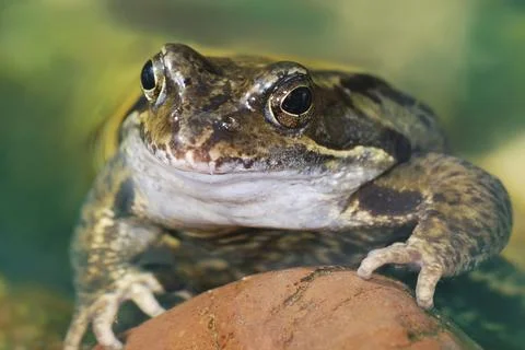 Grass frog lying in the water Stock Photos