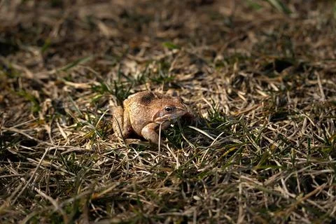 Grass frog Stock Photos