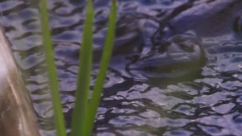 Grass frog in pond surrounded by egg clusters Stock Footage 329680316